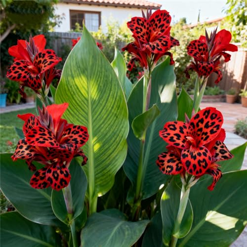 Canna Rhizome/Canna Gartenbepflanzung&Winterhart Rhizome-Elegante Rhizome-Blühende Rhizome-Landschaftsgestaltung-1Rhizome-B