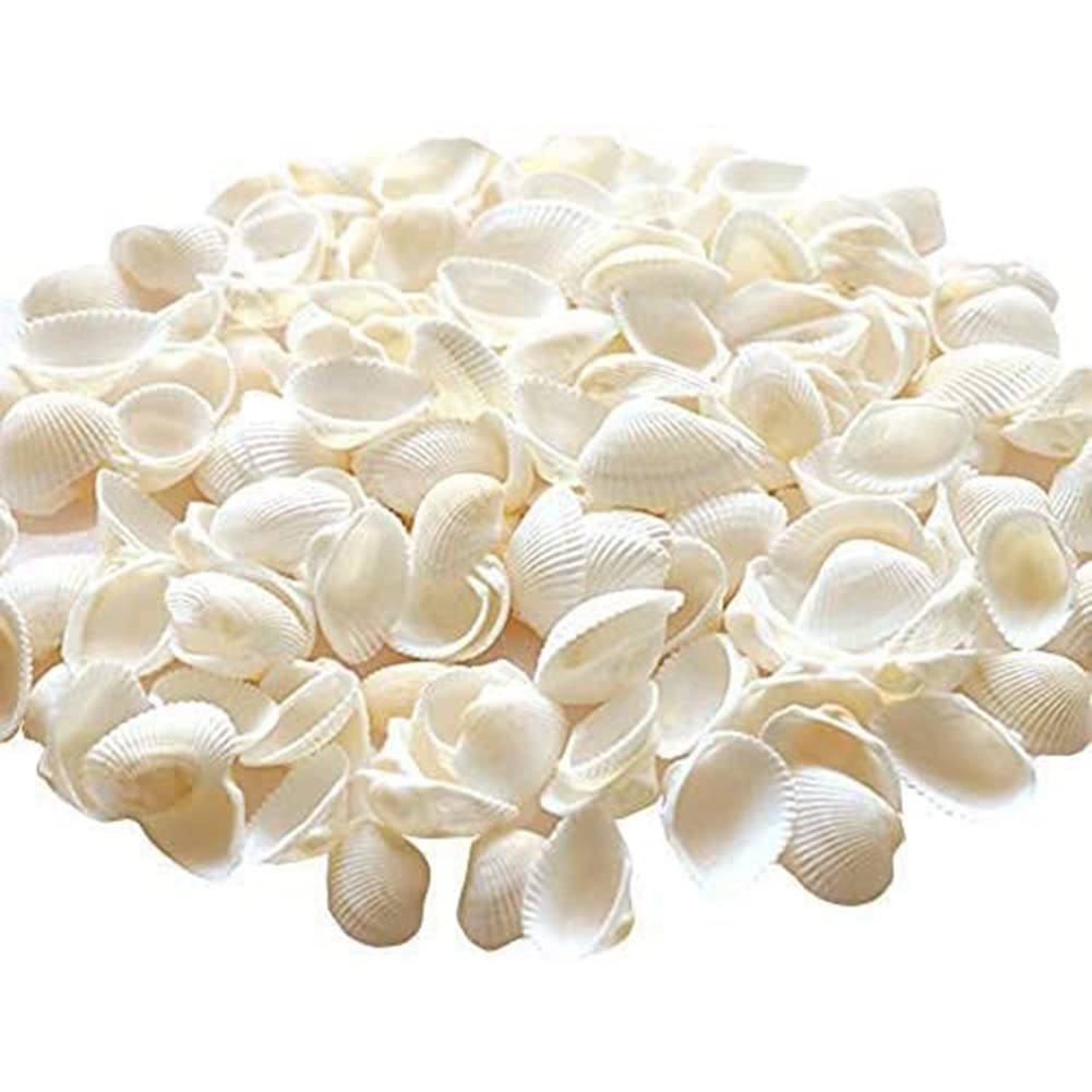 Guscio di Capesante Naturale da 25 Pezzi, Speciale per La Produzione Creativa DIY Fatta un Mano Guscio da Colorare DIY Fatto un Mano