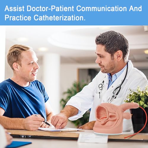 Image of Male Catheterization Model Internal and External Genital Anatomy Model for Clinical Teaching and Medical Education Training Practice, 1 Piece