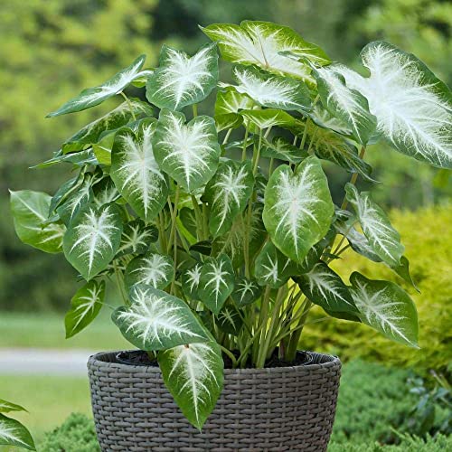 Image of Fancy Green Leaf Caladium Easy Care Live Indoor Plant In Ecofriendly Elephant's ear Shape Green Color Live Plant For Home and Office Decor