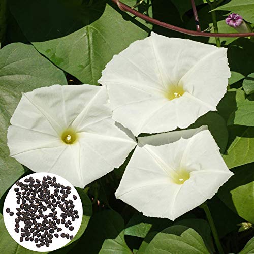 P12cheng Semillas de Semilla de Semillas de Flor de Luna de Crecimiento Rápido Fragante Blanco Noche Gloria Semillas de Flores para Jardín - Moonflower Seeds Cover