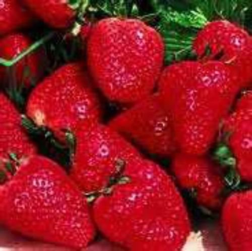 Eversweet Strawberry! 25 Seeds! Super sweet & bears fruit ALL SUMMER! Comb. S/H!
