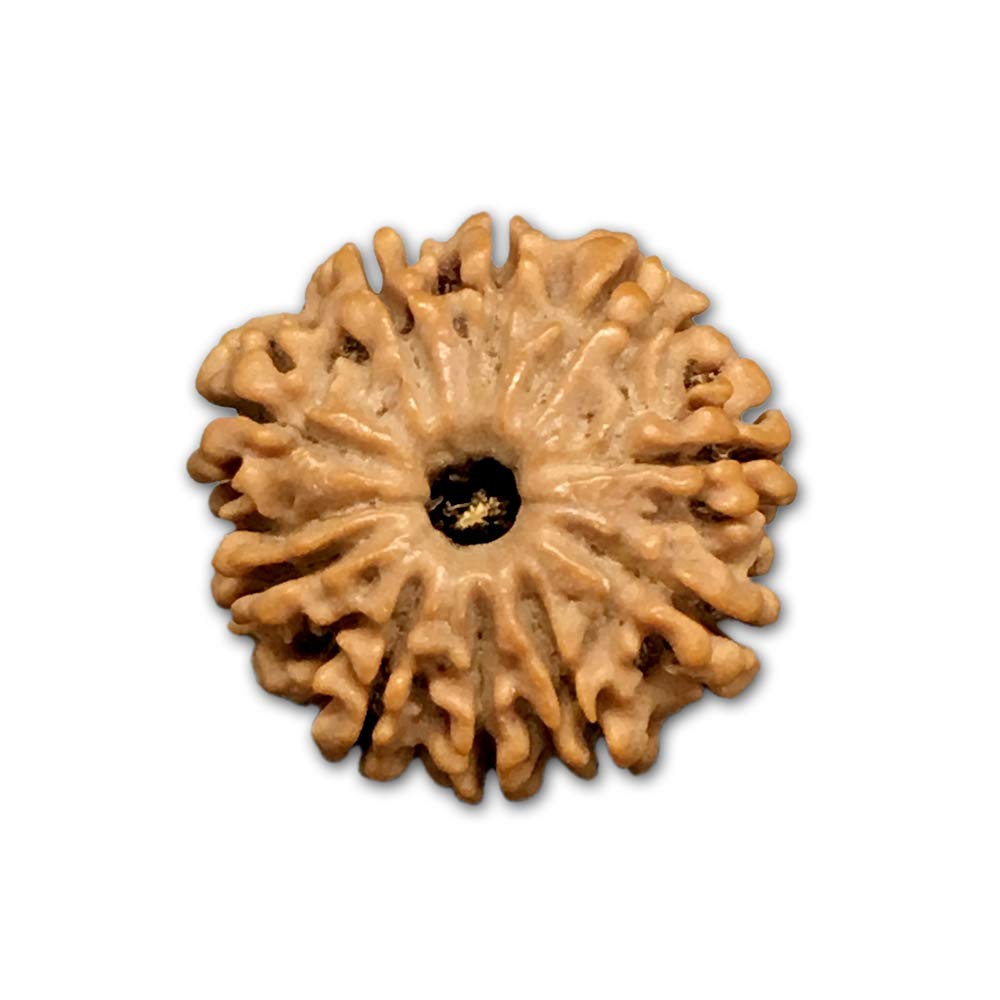 Rudraksha Mukhi du Népal - Lot de 10 graines authentiques de 18-20 mm pour chapelet