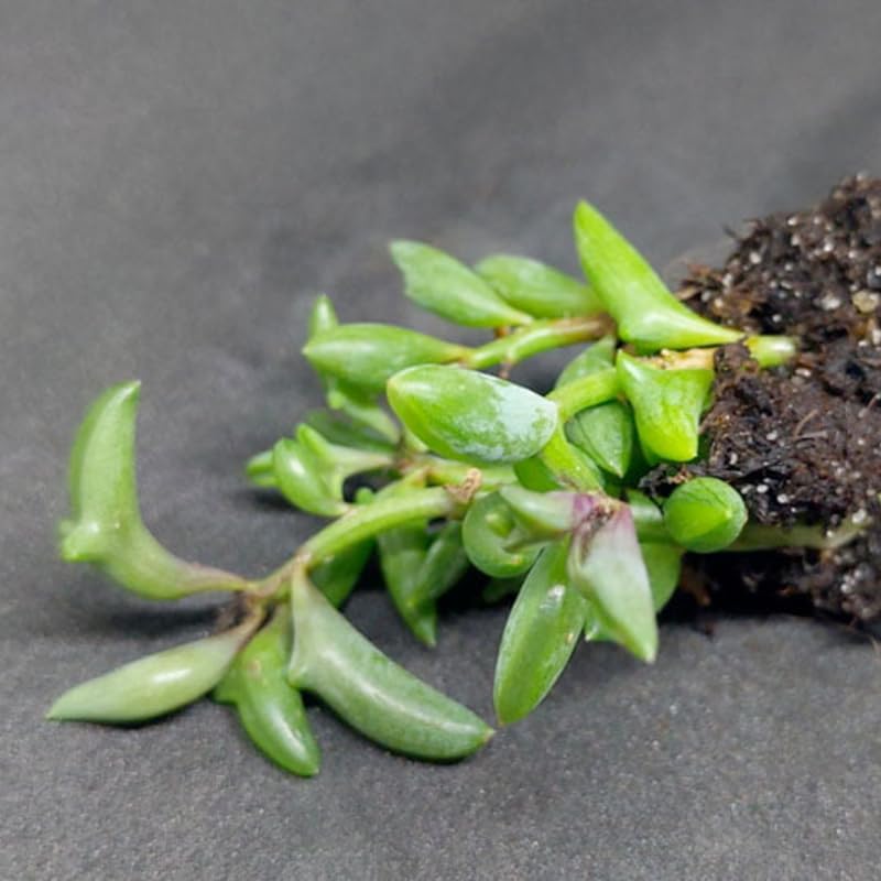 Miniatura 5 de String of Dolphins Plant Live in 4" Pot  Planta de interior suculenta y colgante  Plantas de delfín vivas para decoración de interiores