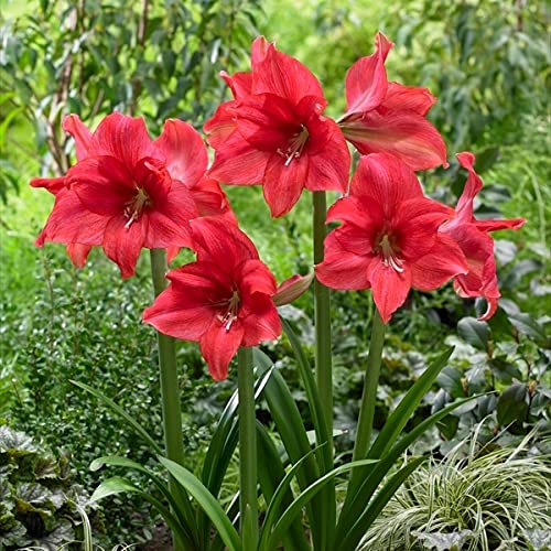 球根 アマリリスの人気商品 通販 価格比較 価格 Com