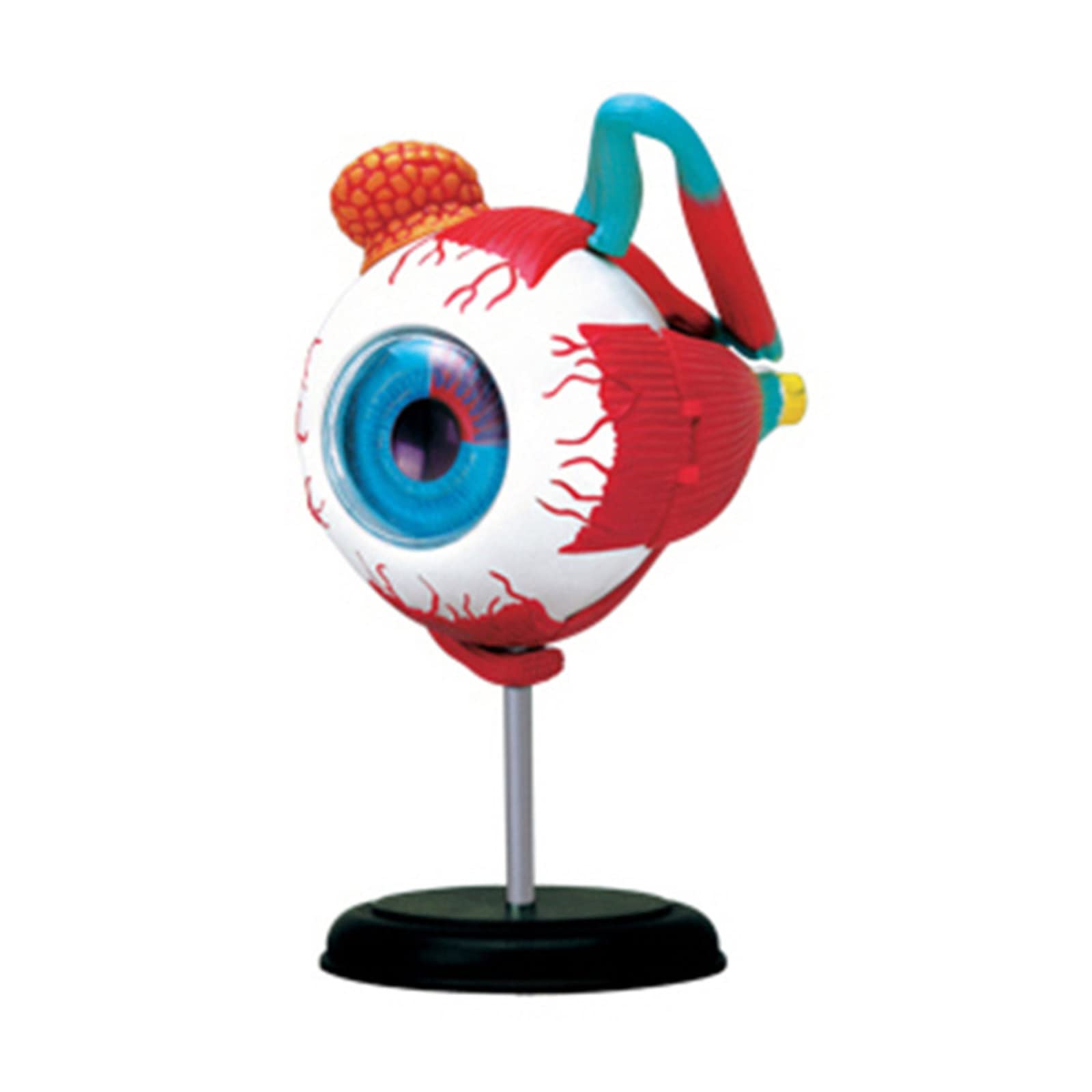 Eyeball Model Anatomical Eye Model Medical Learning and Teaching Instrument Medical Science Teaching Resources Eyelid