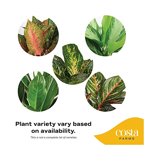 Costa Farms Chinese Evergreen, Aglaonema Easy To Grow Live Indoor Plant In Premium Décor Planter Pot, Houseplant In Potting Soil Mix, Housewarming, Unique Home Décor Or Room Decor, 2-3 Feet Tall #TOP2