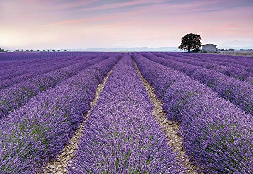 Komar X8-036 Non-Woven Photo Wallpaper - Provence - Size Height - 8 Panel Width 50 cm, Lavender, 400 x 260 cm (Breite x Höhe) - Image 2