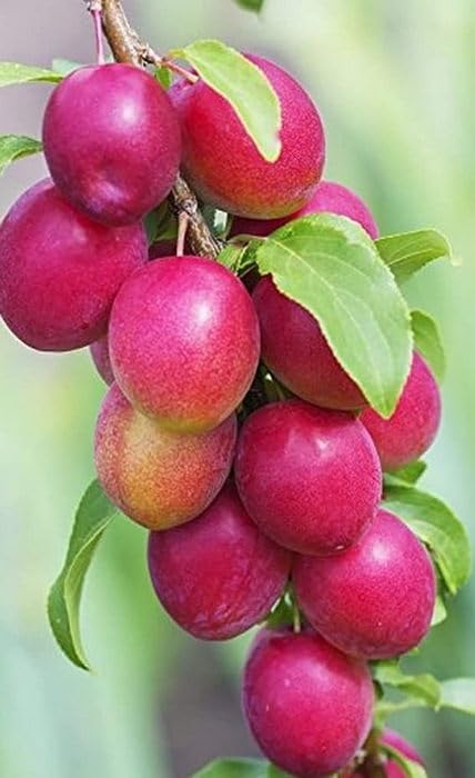 Creative Farmer Red Kashmiri Sinduri Apple Ber Plant - Hybrid And Grafted Live For Gardens Bear