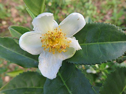 Le piante sono vendute in vaso cm 14