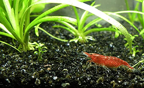 Premeir Plants Lava Chips (Black) 3