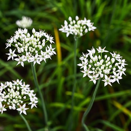 Garlic Wild Seeds – Foragers Favourite, Known as Ramsons – Hardy Perennial – for Your Beautiful Kitchen Garden