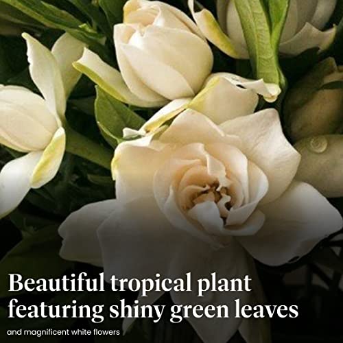 image for American Plant Exchange Mini Gardenia Vetchii Tree, Braided Trunk, Liv