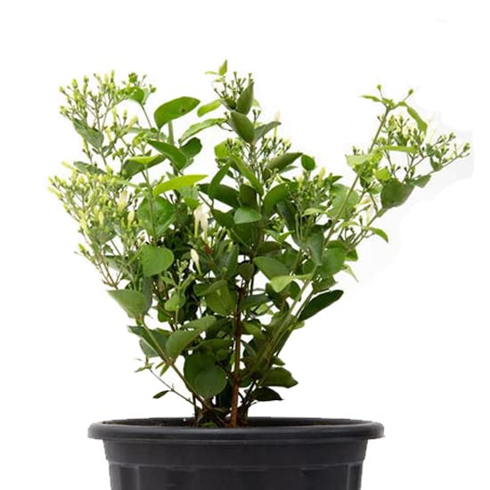 Go4plants Juhi, Jasminum Auriculatum - Plant with pot pack 1 (B0B2F19X7H) Amazon Price History, Amazon Price Tracker