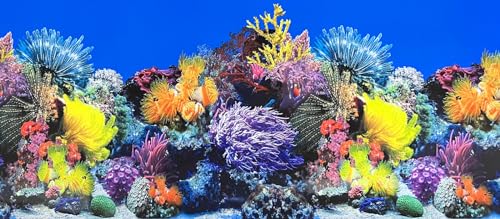 XCNO Fish Tank Background Sea Anemone Coral Theme Aquarium Background Poster Fish Backdrop for Aquarium Wallpaper Double-Sided Fish Tank Sticker Paper