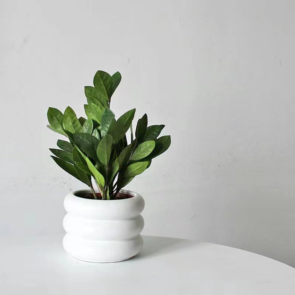 150 pcs glcksfeder pflanze samen, amioculcas zamiifolia, geschenke fr  grtner, winterharte pflanzen glcksfeder zimmerpflanze bonsai tree, bonsai  exotische pflanzen samen, garten : Amazon.de: Garten