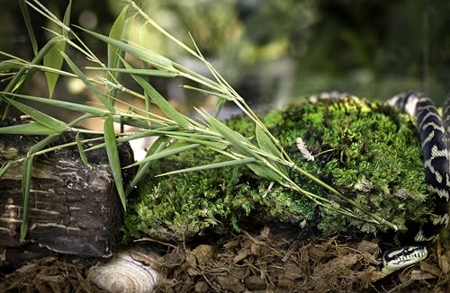 Galápagos (05020) Tropicoco® Husk Bedding for Reptiles, Amphibians, & Terrariums High Absorbency, Eco-Friendly, Dust-Free Perfect for Water Dragons, Tortoises, Snakes, & More, 8QT Compressed Brick - Thumbnail 7