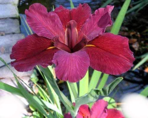 Lousiana Iris Plant - Red Velvet Elvis - 3 Mature Size Fans - Blooms 1st Year