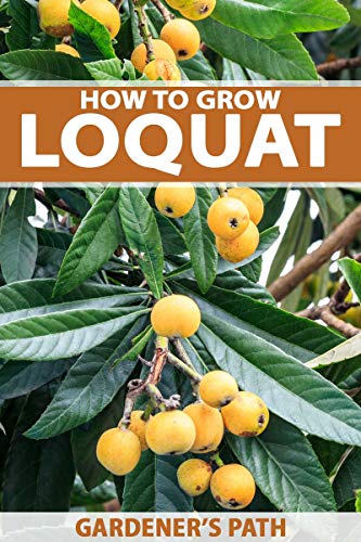 5 Fresh Loquat Live Tree Plant Cuttings. Pre-Dipped in Rooting Compound, - Thumbnail 3