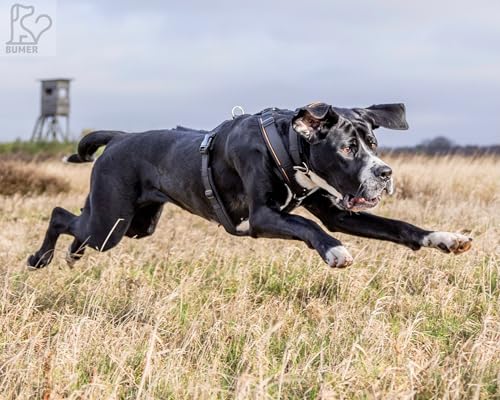 BUMER Hundegeschirr Softshell gepolstert Y-Geschirr Brustgeschirr schwarz verstellbar mit Premium Gurtband und hochwertigen Klickverschlüssen XXS bis XL für kleine und große Hunde (L)