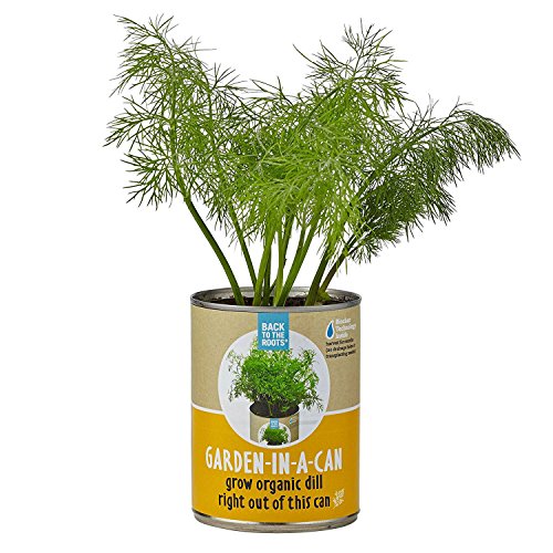 Ritorno alle origini Garden Organic en UNA latta con semi e Bio-Char Suolo, Eneldo