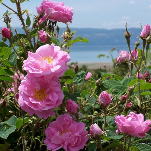 Aceite Esencial Puro de Rosa Absoluta Orgánico 5ml miniatura 3