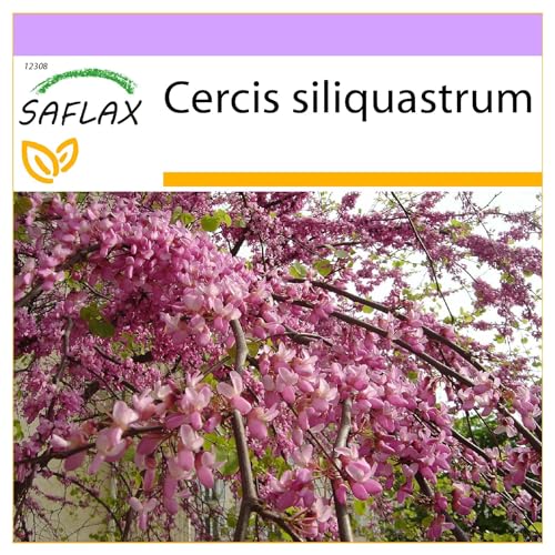 SAFLAX - Árbol del amor - 60 semillas - Cercis siliquastrum