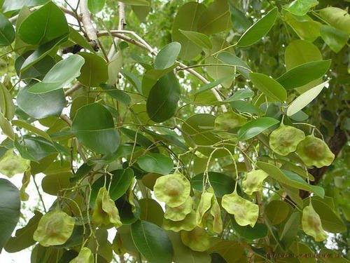 Image of Live Green Plant Seeds | Red sandalwood /Red Sanders /Lal Chandan Seeds For Planting - Pack of 10 Seeds