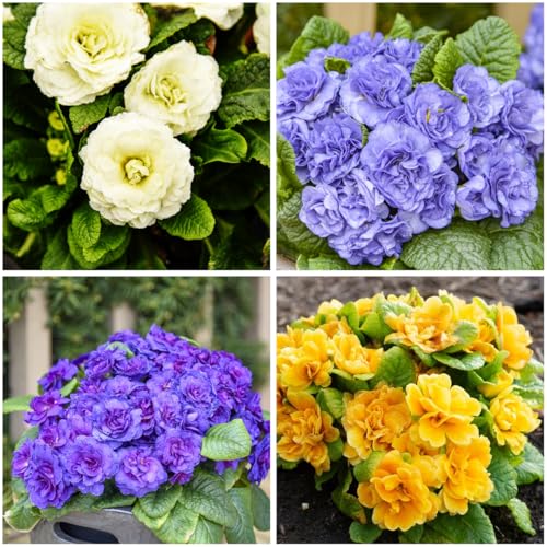 Mixrug 1000+ Mixed Double Primrose Seeds Perennial for Planting-Primula Malacoides Seeds Fragrant-Primula Auricula Early Blooming Flower Seed for Gardens & Outdoor Containers