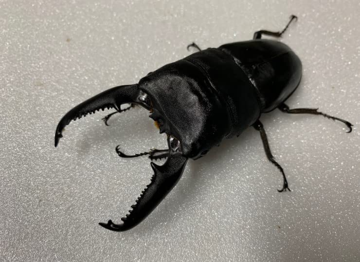 パラワンヒラタ♂106mm9/23羽化 ペア