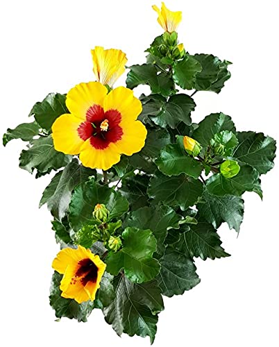 Fangblatt - Hibiskus rosa-sinensis - Zimmerpflanze mit aufflligen orangen  Blten - auergewhnliche Kbelpflanze : Amazon.de: Garten