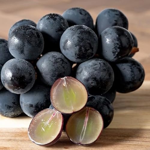 [先行予約]和歌山 有田産 たねなし 巨峰 約2kg