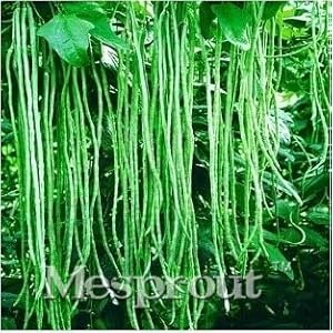 Climbing beans green flowers bonsai pod balcony of vegetables in bonsai vase bean king chinese bonsai 10pcs: only seeds not a live plants