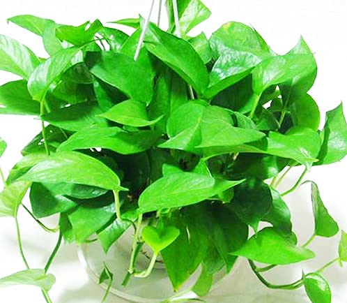 Greenwise Green Money Plant | Hanging plant (Green)