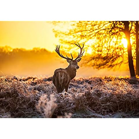 wandmotiv24 Fototapete Wald mit Hirsch Cover