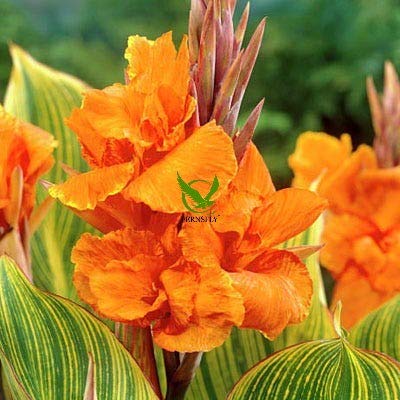FERNSFLY IMP. Canna Lilly | Keli Flower Bulbs Outdoor Perennial Rare Species Gorgeous Balcony Ornamental Magical Charming Exotic Lilies Flower Bulbs (Pack of 2, Pretoria) (B08MXWCRLG) Amazon Price History, Amazon Price Tracker
