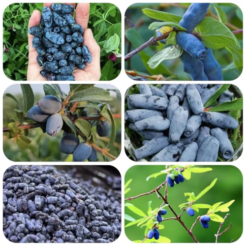Semillas de arándano siberiano Árboles frutales, variedades antiguas de semillas, semillas de lonicera caerulea cultivo de plantas semillas de arboles bonsai Plantas en macetas 60pcs
