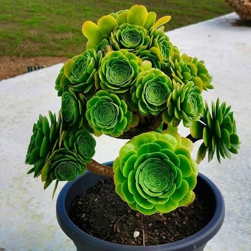 100Pcs Green Aeonium Arboreum Plant Seeds