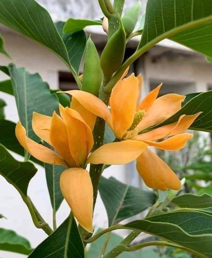 Image of All-Time Blooming Golden Swarna Champa (Grafted) - Hybrid Live Flower Plant | Michelia Champaca (Hirwa Chafa /Sonchapa /Sarna Chapa /Champak) | Pack of 1 Healthy Plant for Home & Garden