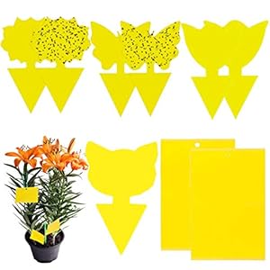 Liwein Gele kleverige vliegvallen, 60 stuks dubbelzijdige kleverige vliegenvangers Plant vliegenpapier stickers…