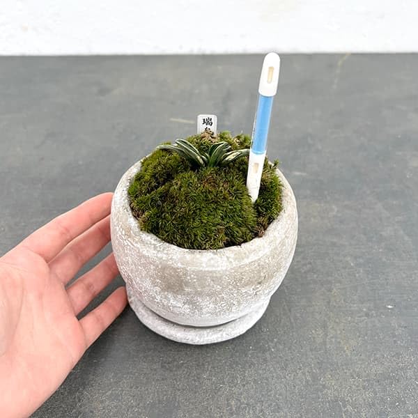 Amazon｜[ギフトに]オモト（万年青）：瑞泉[ずいせん]・鉢植え