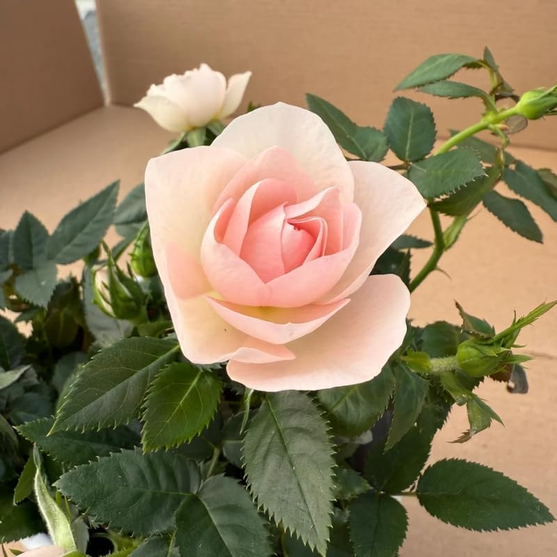Miniatura 4 de Mini rosa rosa claro viva, rosa en miniatura en maceta de 3 pulgadas, planta con flores para interiores y exteriores, rosa viva compacta para
