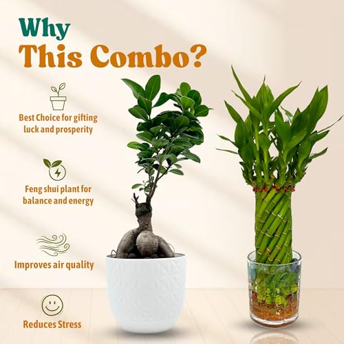 Image of Amulya Farms Bamboo Plant for Home Decoration | Combo of Bamboo Wheel in Glass Pot and Bonsai Plant | Lucky plants for Home Decor | Bonsai with Stylish Planter | Feng Shui Plant |