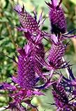 Purple Sheen Sea Holly 50 Seeds - Eryngium - Perennial