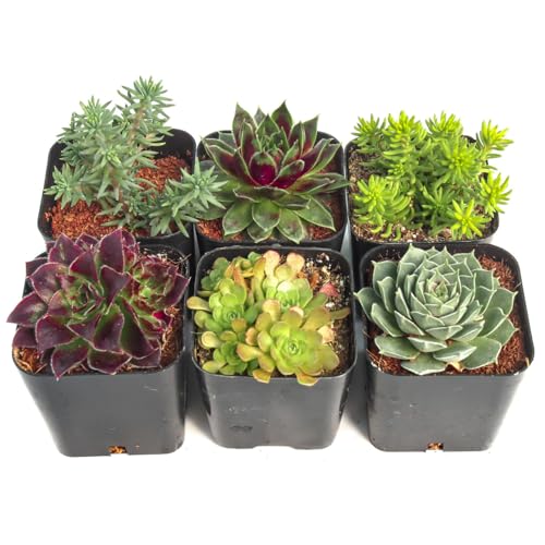 Mountain Crest Gardens Hardy Succulent Variety Pack - 6 Frost-Tolerant