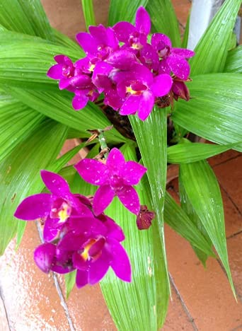 Nandhanam Ground Orchid Plant - Spathoglotis Plicata - 2 Healthy live plants (B0BSFYV55H) Amazon Price History, Amazon Price Tracker
