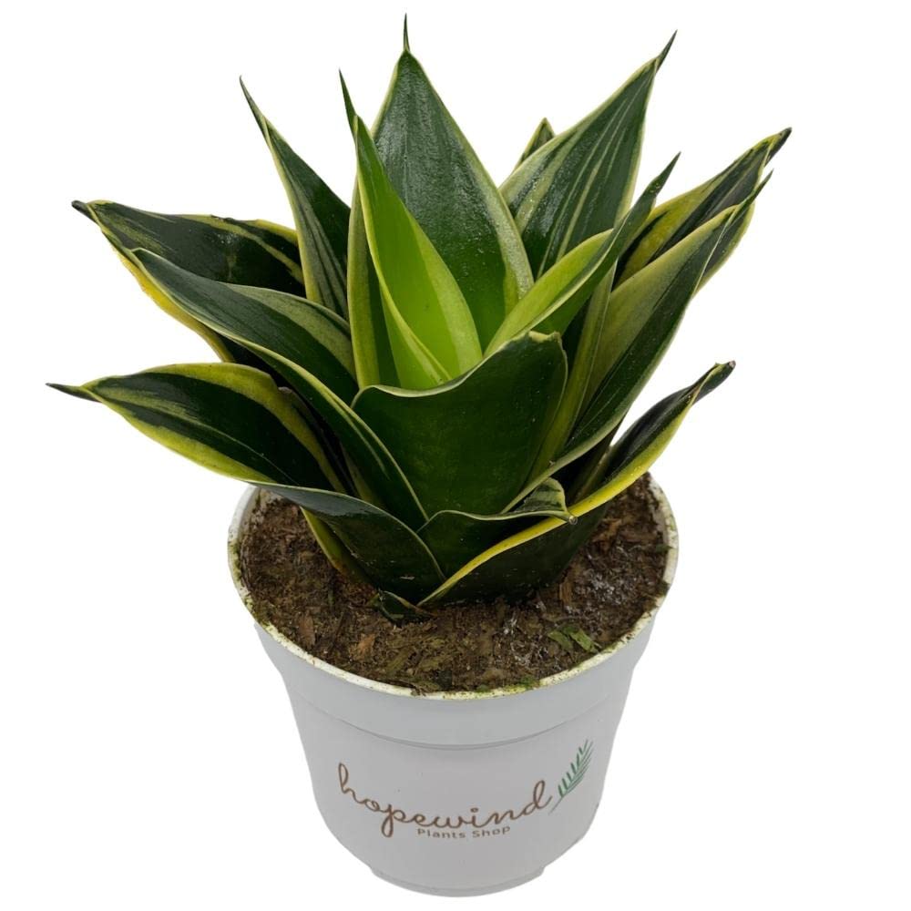 pink spider plant Spider Plant | Chlorophytum | 4" Pot | Easy Care Houseplant