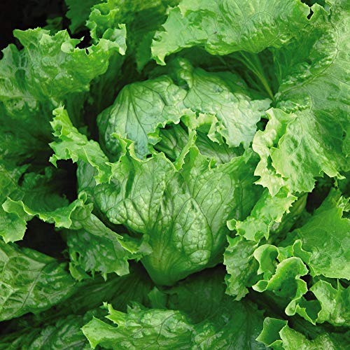 Lettuce 'Webbs Wonderful' Seeds (Iceberg/Crisphead) Lactuca Sativa Half-Hardy Annual Vegetable Garden Plants Easy to Grow Your Own 1 Packet of 1000 Seeds by Thompson and Morgan