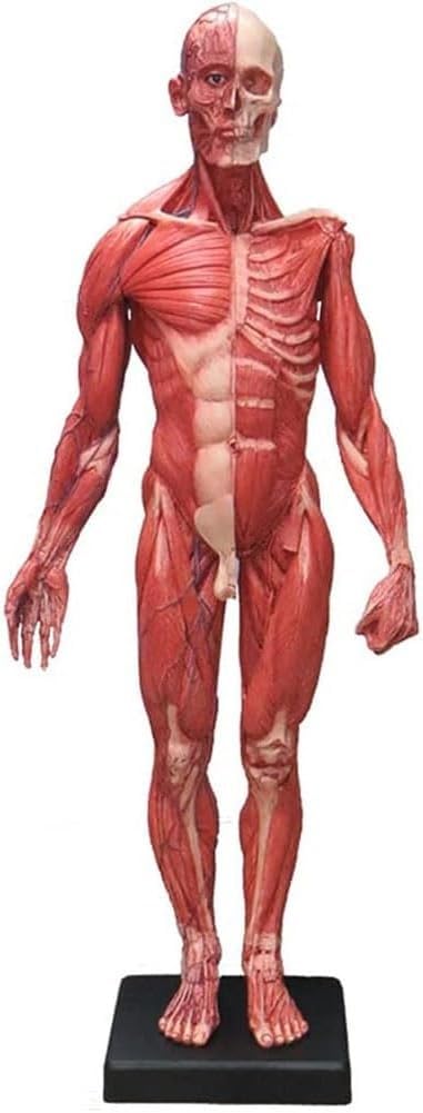Human Body Muscle Model, 60 cm Male Superficial Muscle Anatomical Model, Removable Human Skeleton Models, PU Material, Suitable for Medical Explanation and Art Teaching