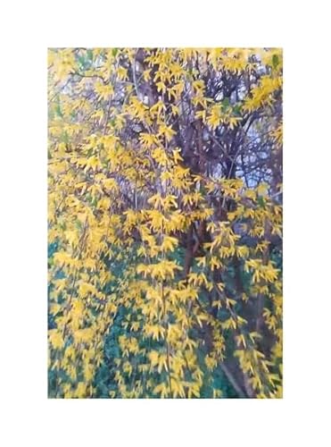 Pcs - 10x Forsythia Suspensa Pendues Forsythie Jardin Plantes - Graines B934 - Seeds & Plants Shop by Ipsa